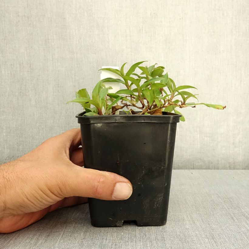Example of Lis orchidée - Tricyrtis hirta Taiwan Abdane Pot de 1,5L/2L as you get in ete
