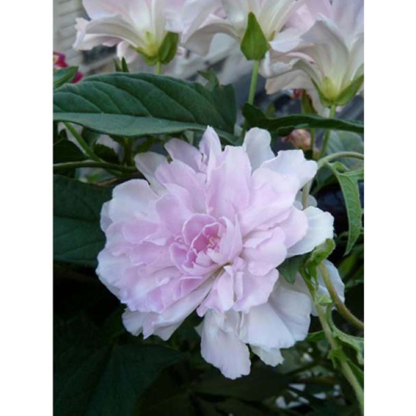 Liseron du Japon grimpant Flore Pleno - Calystegia hederacea (Flowering)