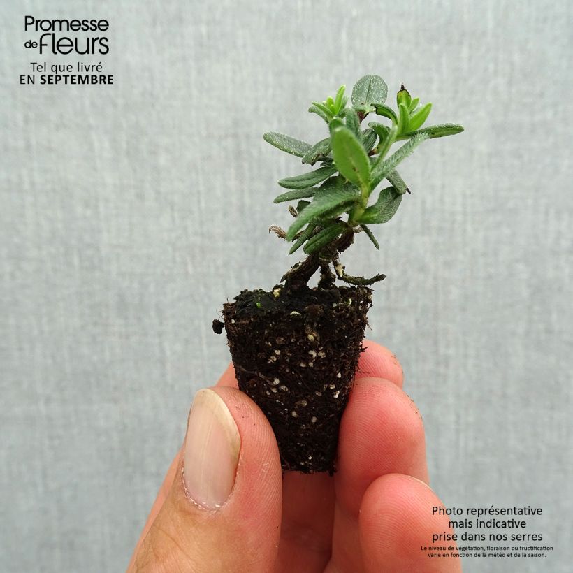 Example of Lithodora diffusa Heavenly Blue - Grémil diffus Mini-motte Ø 3/4 cm as you get in automne