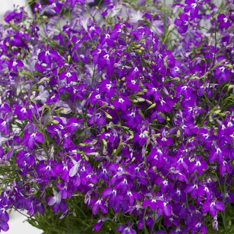 Lobélia Purple Star (Flowering)