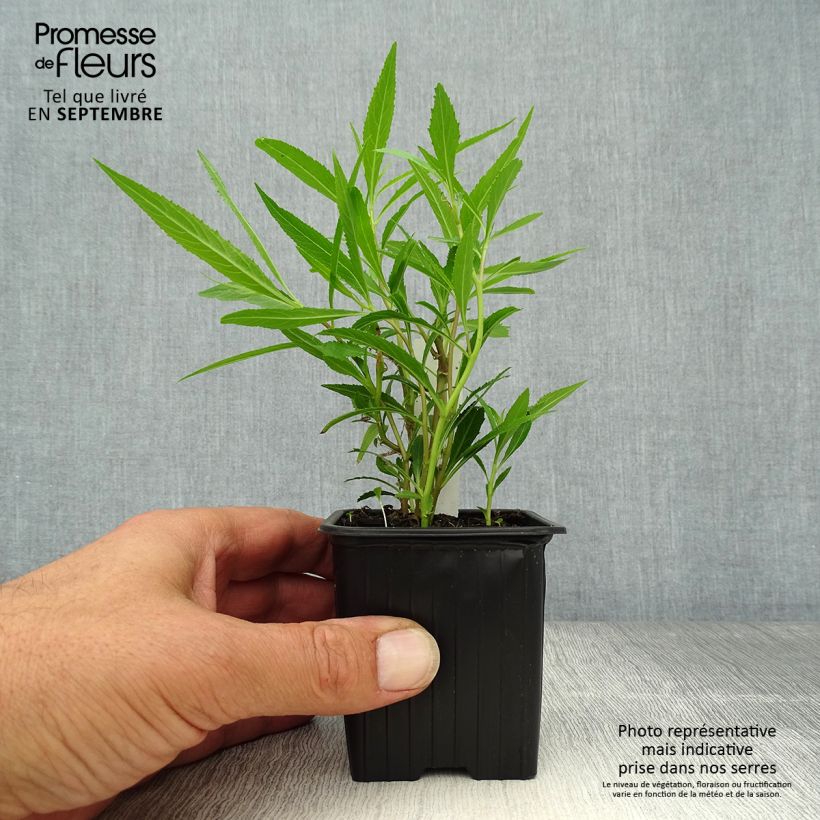 Example of Lobelia laxiflora Godet de 8/9 cm as you get in automne