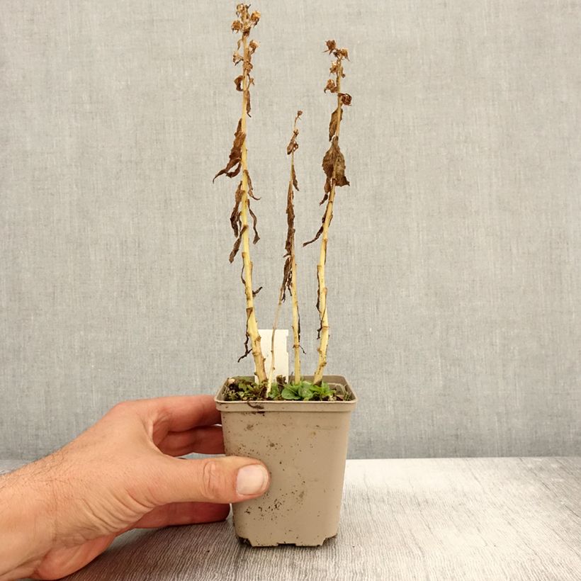 Example of Lobelia siphilitica Alba Godet de 8/9 cm as you get in automne