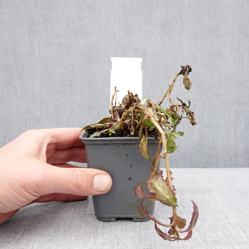 Example of Lobelia speciosa Fan Salmon - Lobélie Godet de 8/9 cm as you get in hiver