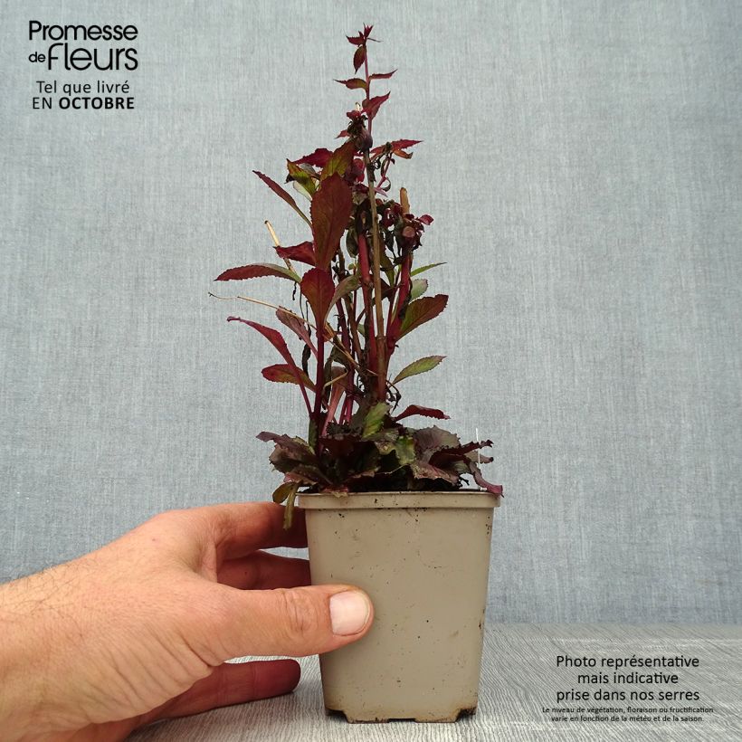 Example of Lobelia speciosa Starship Scarlet Godet de 8/9 cm as you get in automne