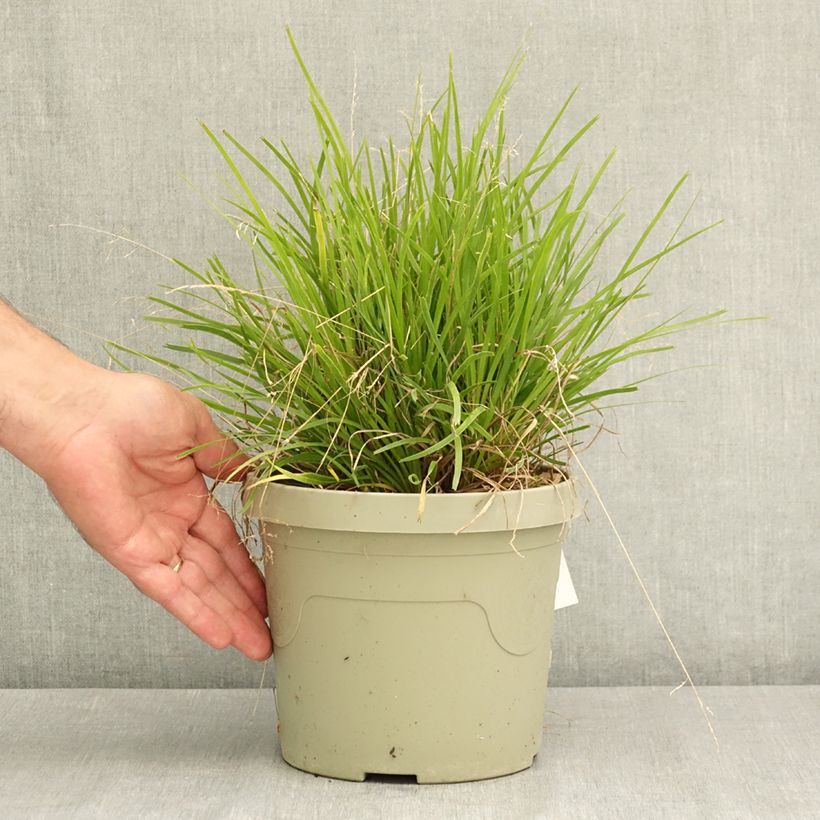 Example of Lomandra longifolia Miner's Gold Pot de 3L/4L as you get in ete