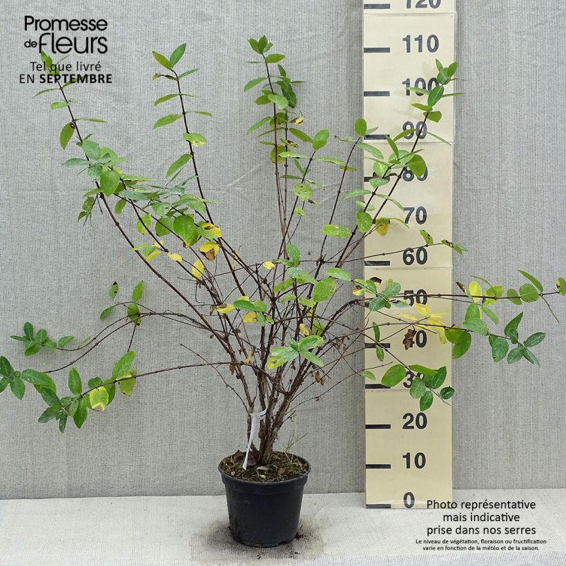 Example of Lonicera caerulea Strawberry Sensation - Camérisier bleu Pot de 3L/4L as you get in automne
