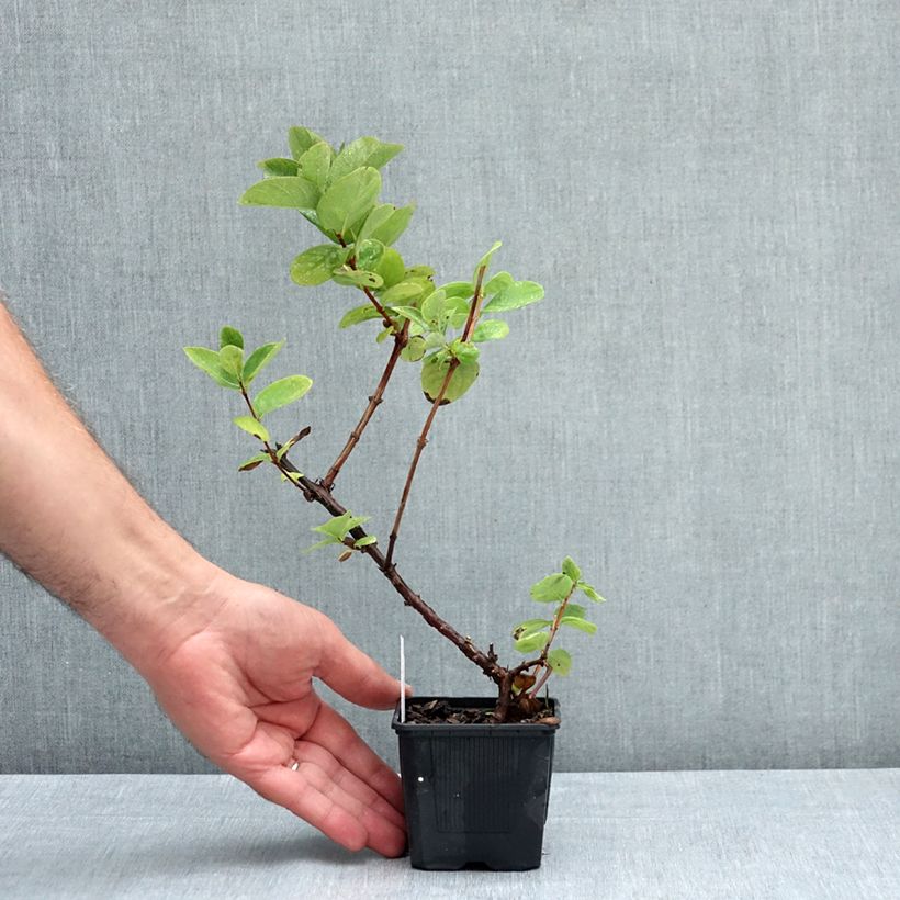 Example of Lonicera caerulea var. kamtschatica Blue Velvet - Baie de mai Godet de 8/9 cm as you get in ete