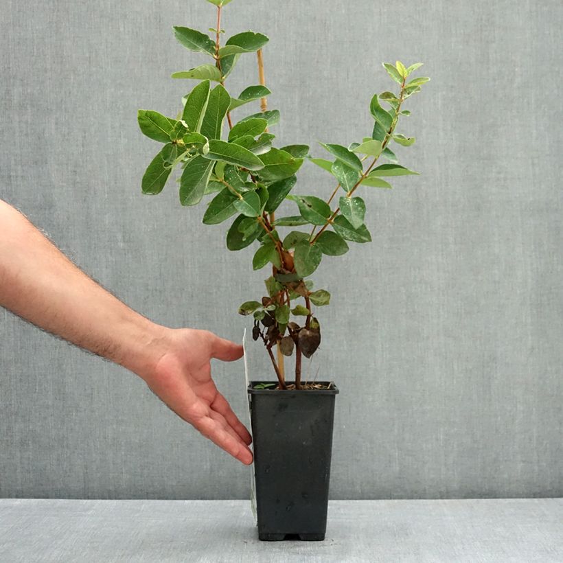 Example of Lonicera caerulea var. kamtschatica Blue Velvet - Baie de mai Pot de 1,5L/2L, Buisson as you get in ete