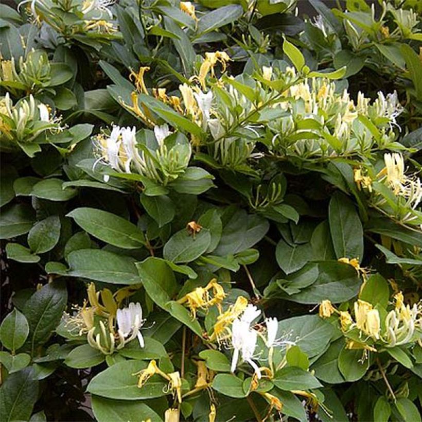 Chèvrefeuille - Lonicera similis var. delavayi (Flowering)