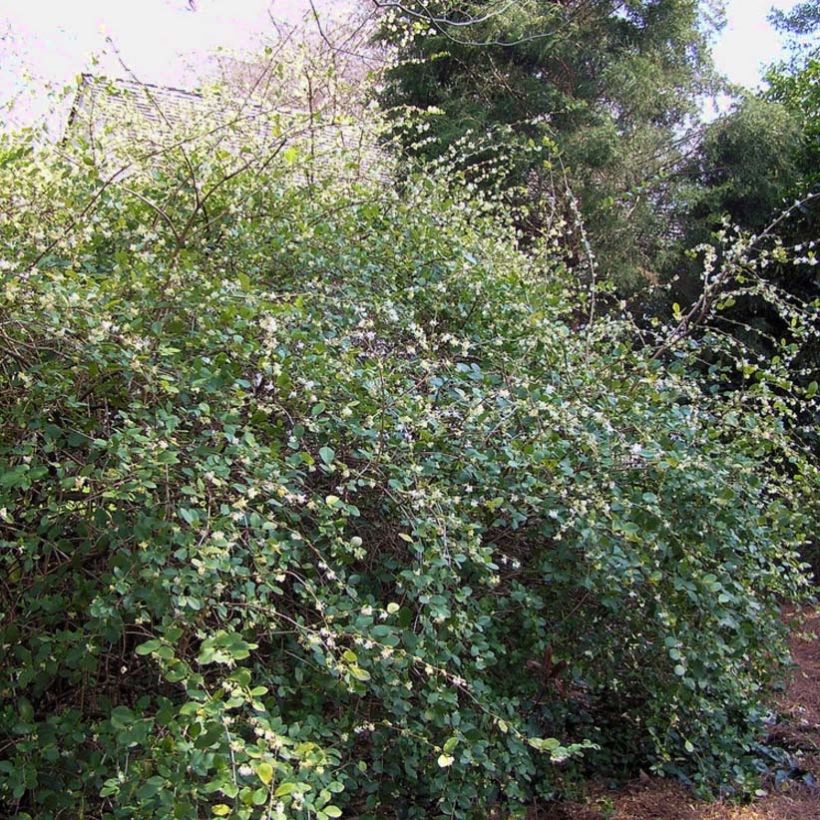 Lonicera fragrantissima - Chèvrefeuille d'hiver (Plant habit)