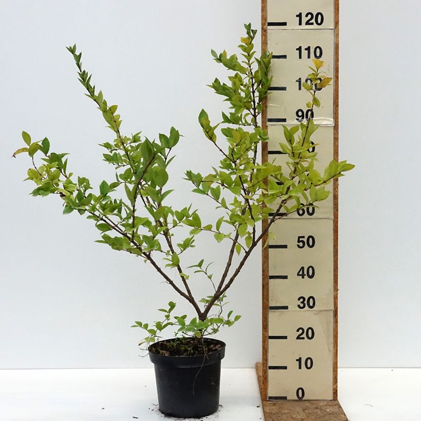 Example of Lonicera fragrantissima - Chèvrefeuille d'hiver Pot de 7,5L/10L as you get in ete