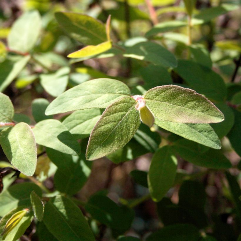 Lonicera caerulea var. kamtschatica Blue Velvet - Baie de mai (Foliage)