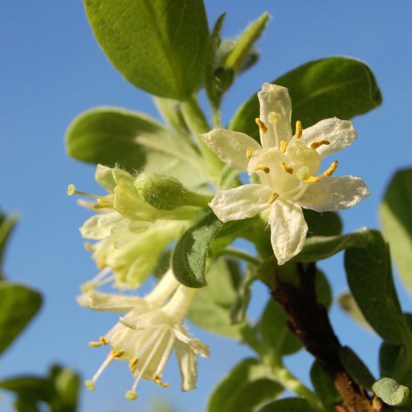 Lonicera caerulea var. kamtschatica Blue Velvet - Baie de mai (Flowering)