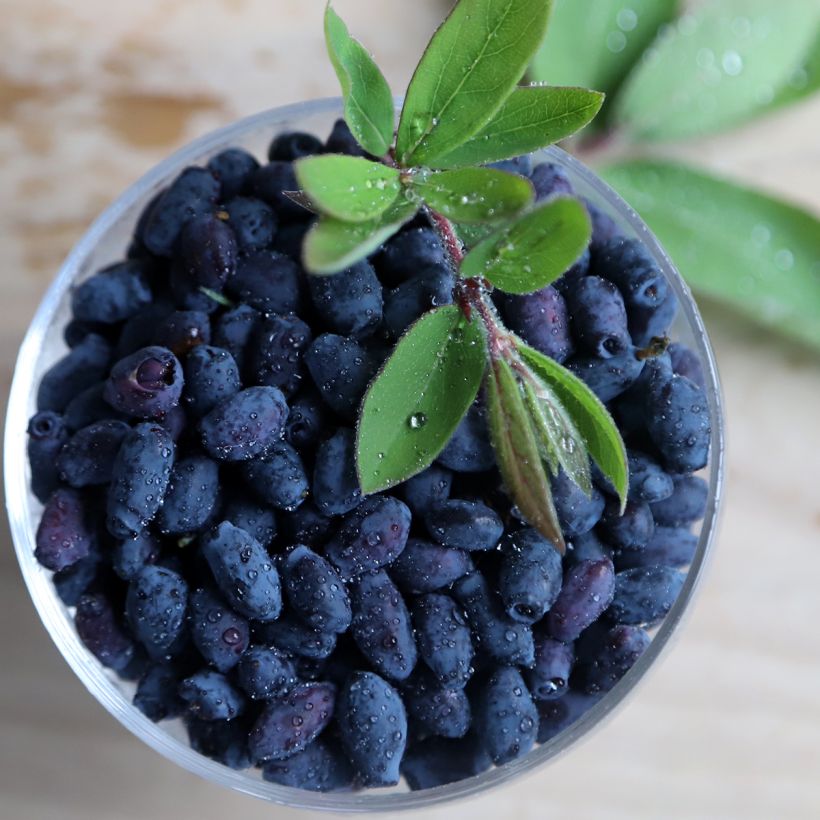Lonicera caerulea var. kamtschatica Blue Velvet - Baie de mai (Harvest)