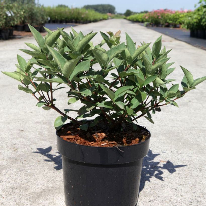 Lonicera caerulea var. kamtschatica Blue Velvet - Baie de mai (Plant habit)