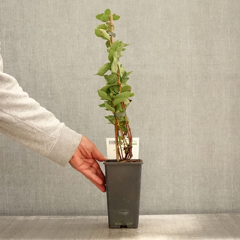 Example of Lonicera kamtschatica Kalinka - Baie de mai Pot de 1,5L/2L as you get in automne