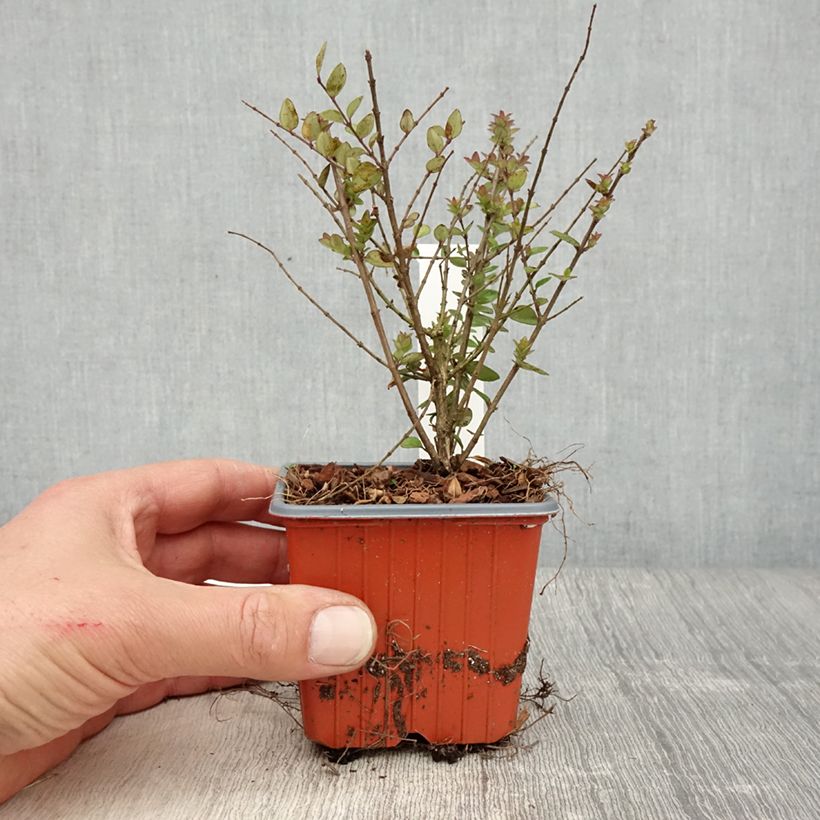 Example of Lonicera nitida Garden Clouds Copper Glow - Chèvrefeuille arbustif Godet de 8/9 cm as you get in printemps