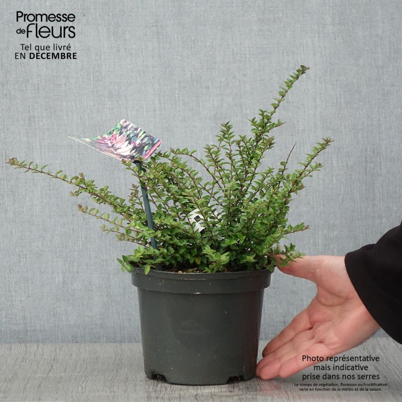 Example of Lonicera nitida Garden Clouds Purple Storm - Chèvrefeuille arbustif Pot de 2L/3L as you get in automne