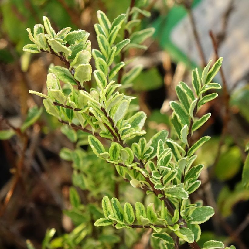 Lonicera nitida Lemon Beauty - Chèvrefeuille arbustif (Foliage)