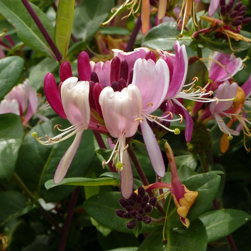 Chèvrefeuille des bois - Lonicera periclymenum Serotina (Flowering)