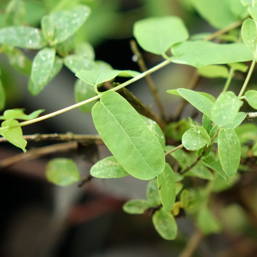 Lonicera syringantha - Chèvrefeuille lilas (Foliage)