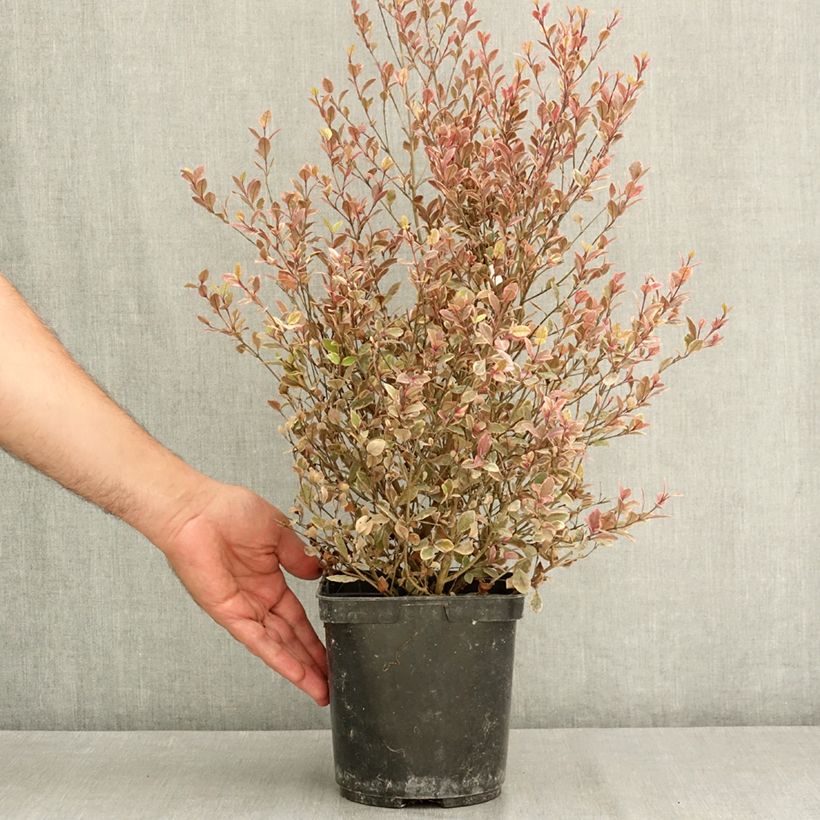 Example of Lophomyrtus Golden dragon Pot de 3L/4L as you get in ete