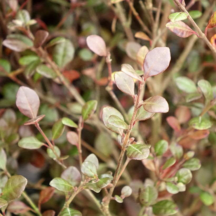 Lophomyrtus Red dragon  (Foliage)