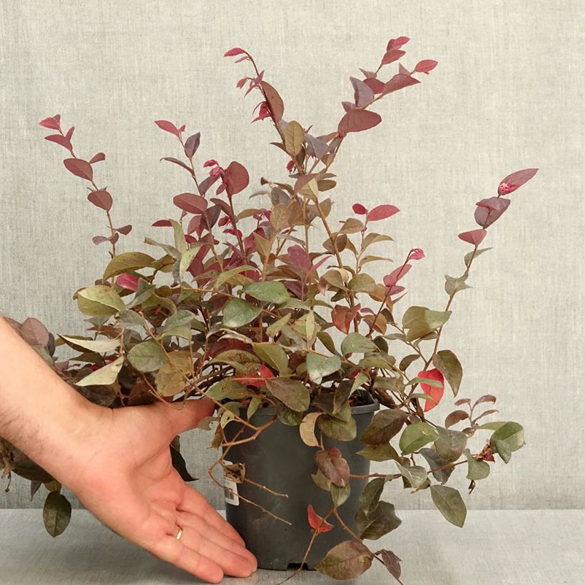 Example of Loropetalum chinense Pipa's Red Pot de 2L/3L as you get in ete
