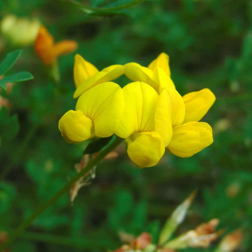 Lotier corniculé - Lotus corniculatus Graines (Flowering)
