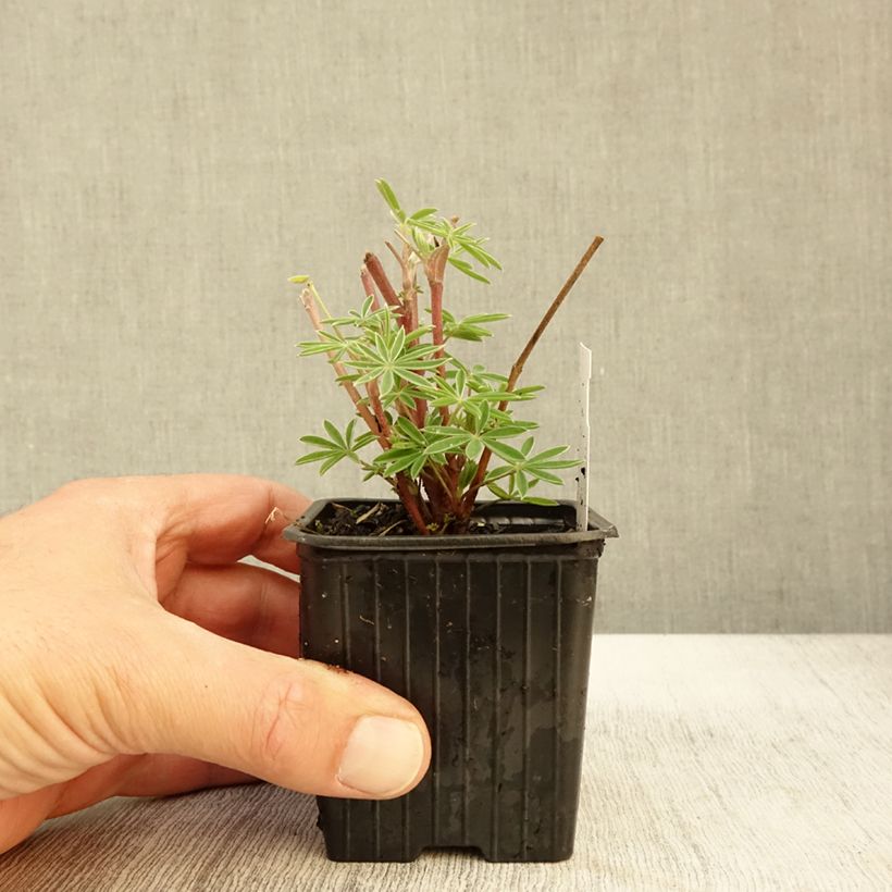 Example of Lupin arborescent - Lupinus arboreus Godet de 7/8 cm as you get in automne