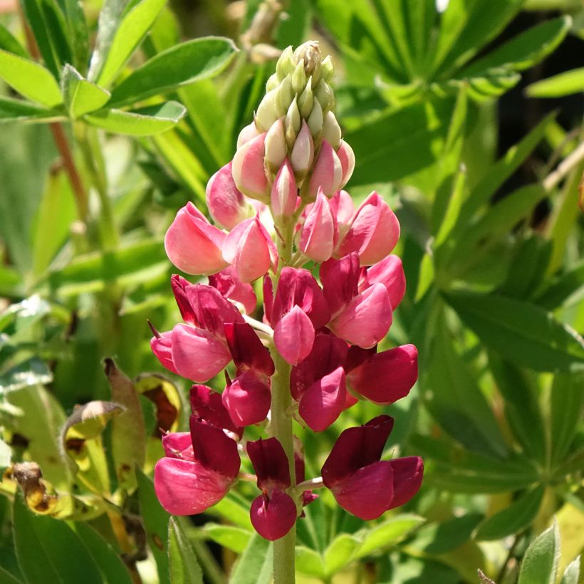 Lupin Gallery Red (Flowering)