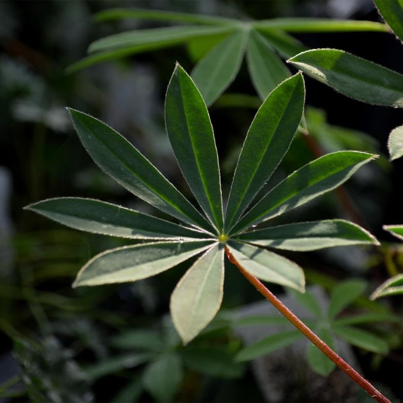 Lupin La Chatelaine rose (Foliage)