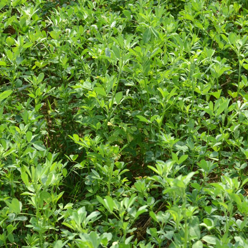 Graines de Luzerne (Plant habit)