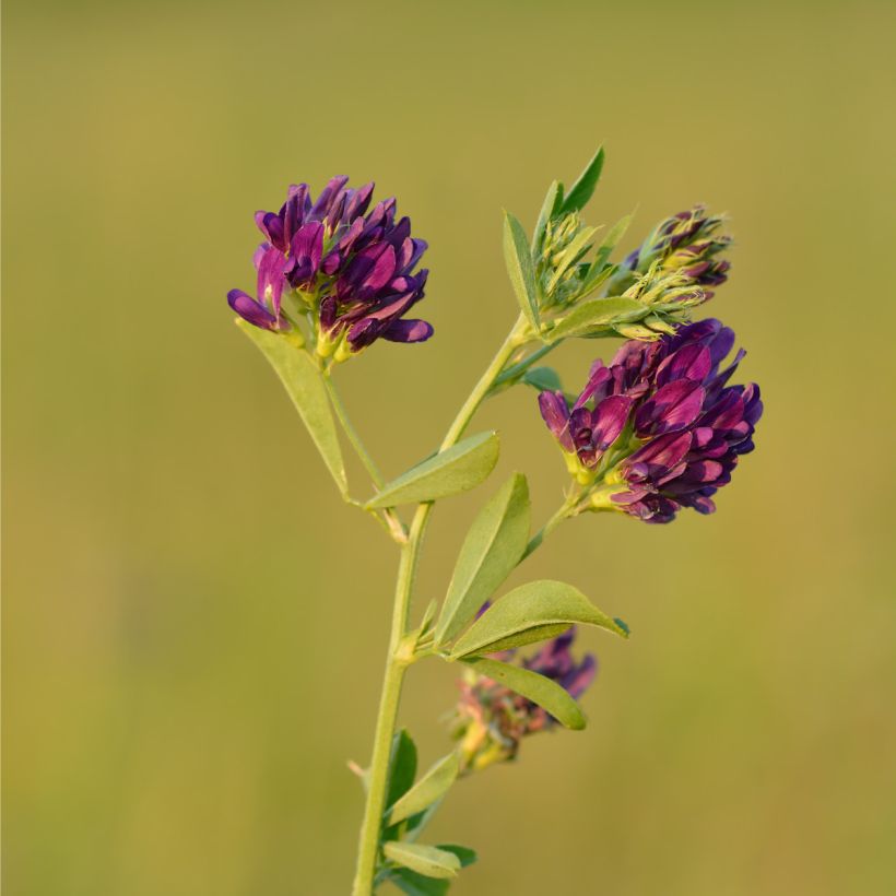 Graines de Luzerne (Flowering)