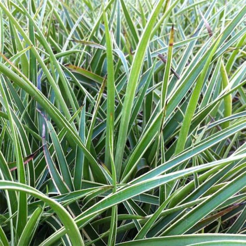 Luzule des bois - Luzula sylvatica Marginata (Flowering)