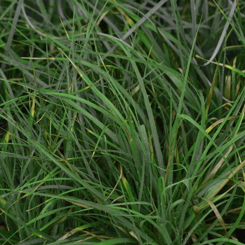 Luzule blanche - Luzula nivea (Foliage)