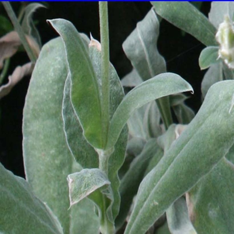Lychnis coronaria - Coquelourde des Jardins (Foliage)