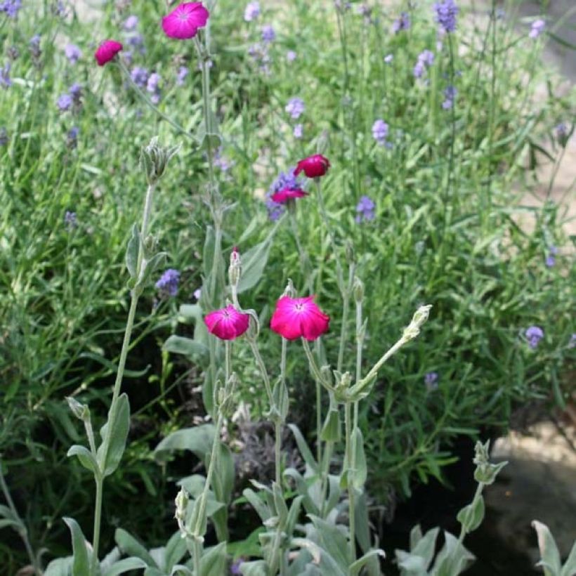 Lychnis coronaria - Coquelourde des Jardins (Plant habit)