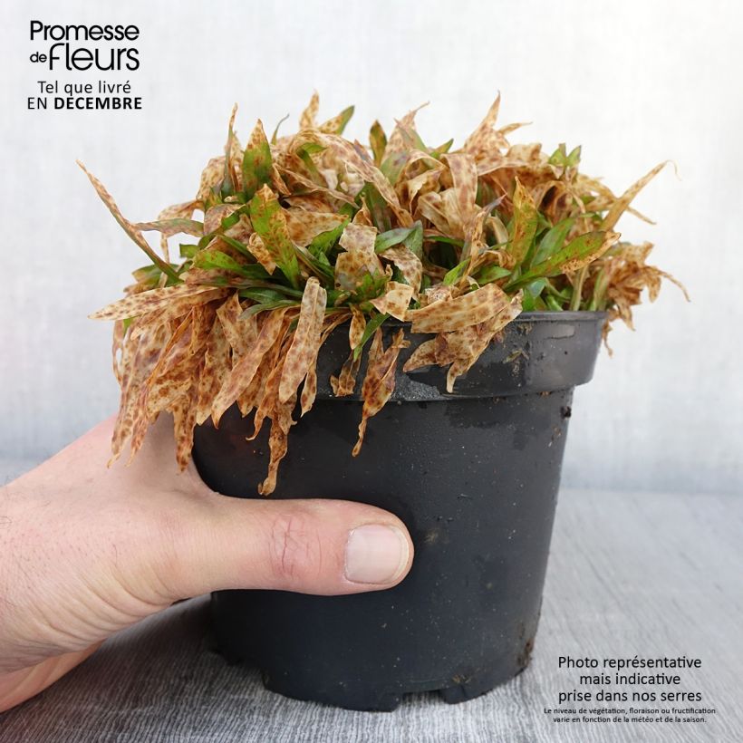 Example of Lychnis flos cuculi Jenny - Oeillet des prés rose  Pot de 2L/3L as you get in automne