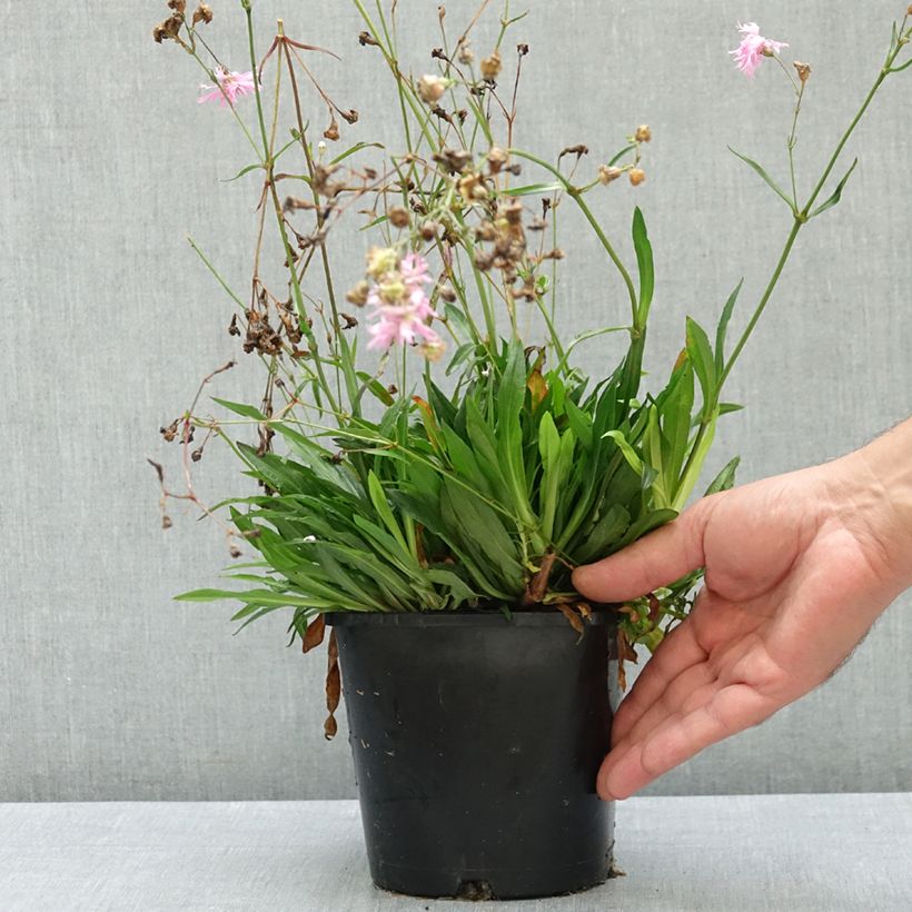 Example of Lychnis flos cuculi Petite Jenny - Oeillet des prés Pot de 2L/3L as you get in ete