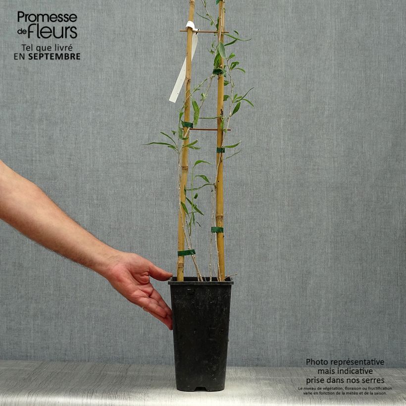 Example of Lycium chinensis - Goji de Chine Pot de 2L/3L as you get in automne