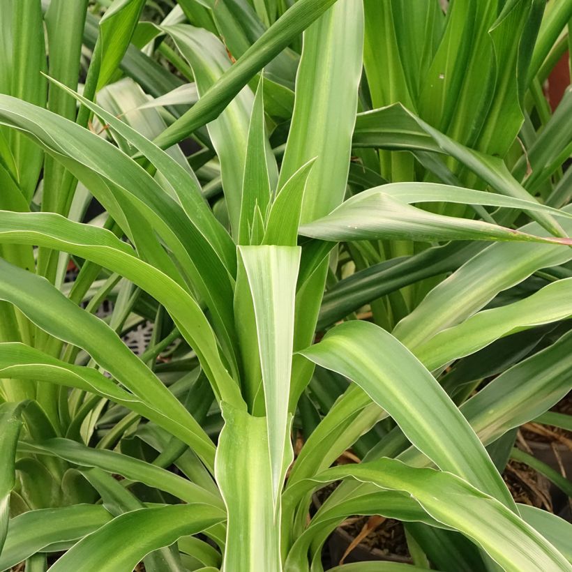 Lys du Mexique à fleurs blanches - Beschorneria albiflora (Foliage)