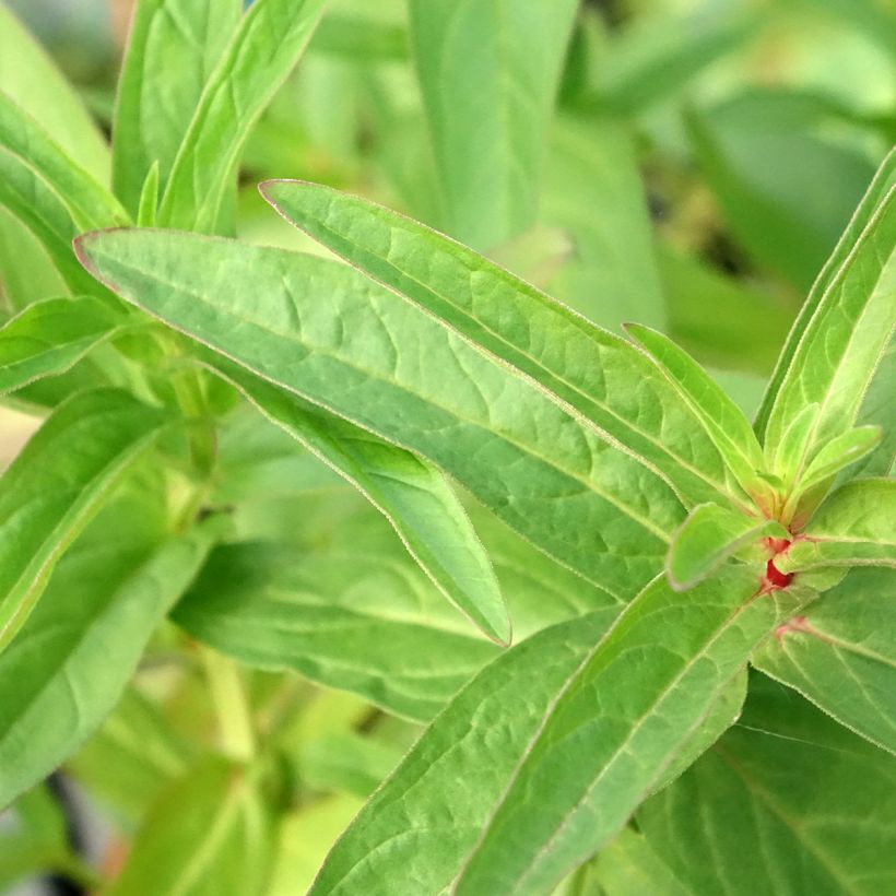 Lysimachia thyrsiflora - Lysimaque à fleurs en thyrse (Foliage)