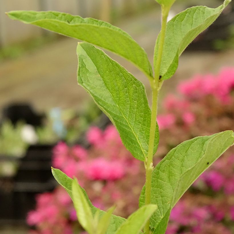 Lysimachia vulgaris - Lysimaque commune  (Foliage)