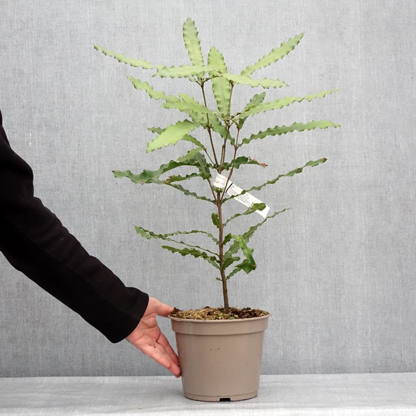 Example of Macadamia Beaumont - Noix de Macadamia Pot de 4L/5L as you get in hiver