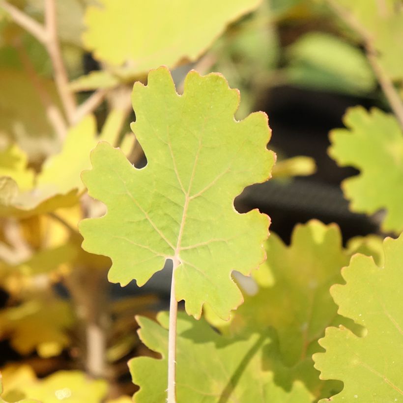 Macleaya microcarpa Kelway's Coral Plume - Bocconie (Foliage)