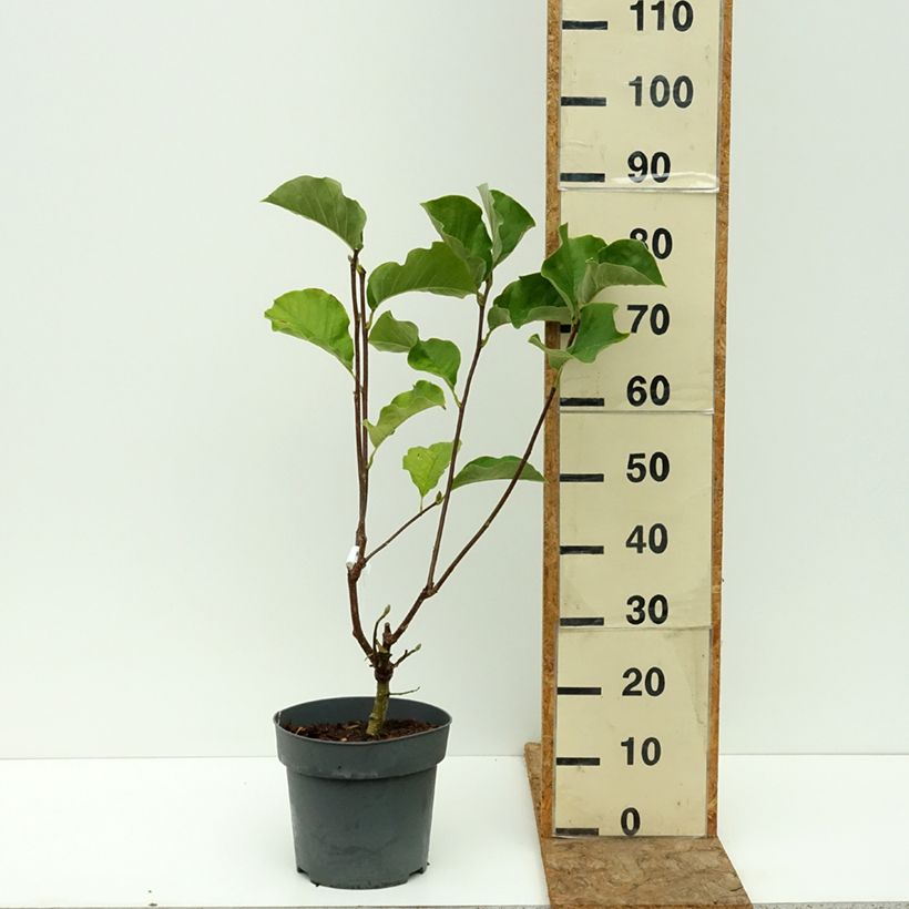 Example of Magnolia acuminata Blue Baby Pot de 6L/7L as you get in ete
