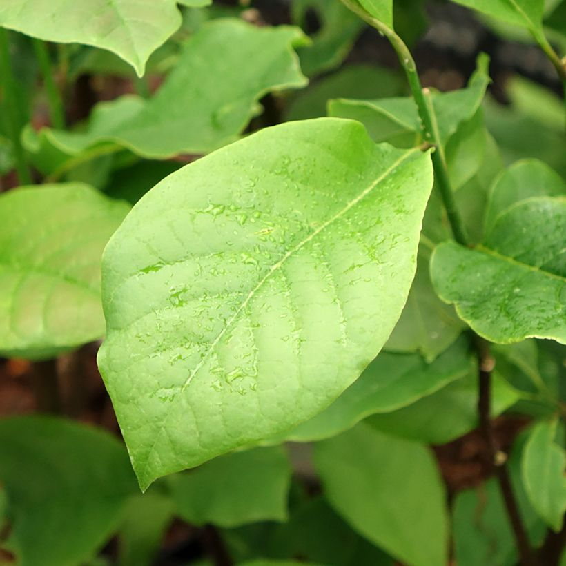 Magnolia Black Beauty (Foliage)