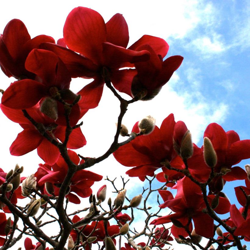 Magnolia Black Tulip (Flowering)