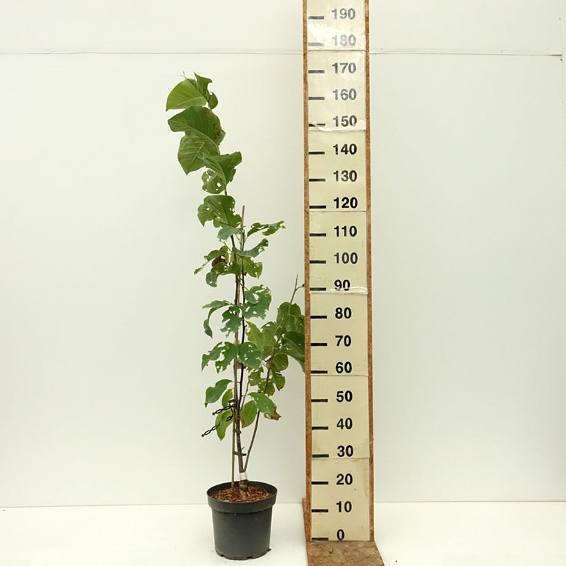 Example of Magnolia Daybreak Pot de 7,5L/10L as you get in ete
